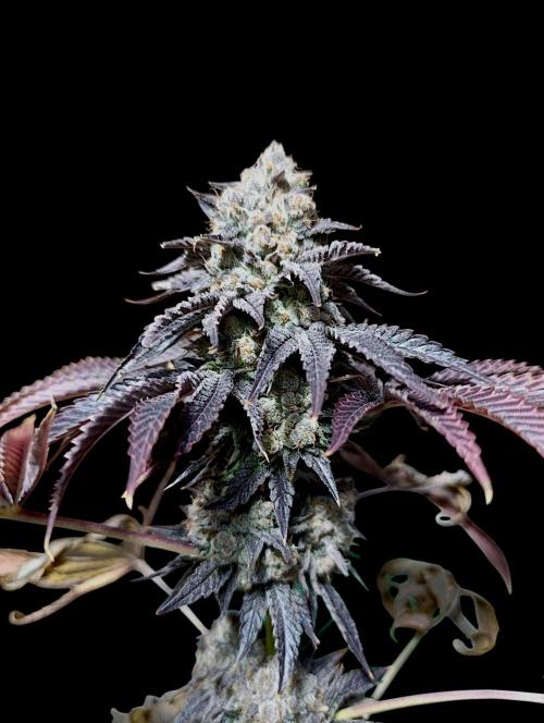 Lemon Cherry Runtz FC6500. Week 13