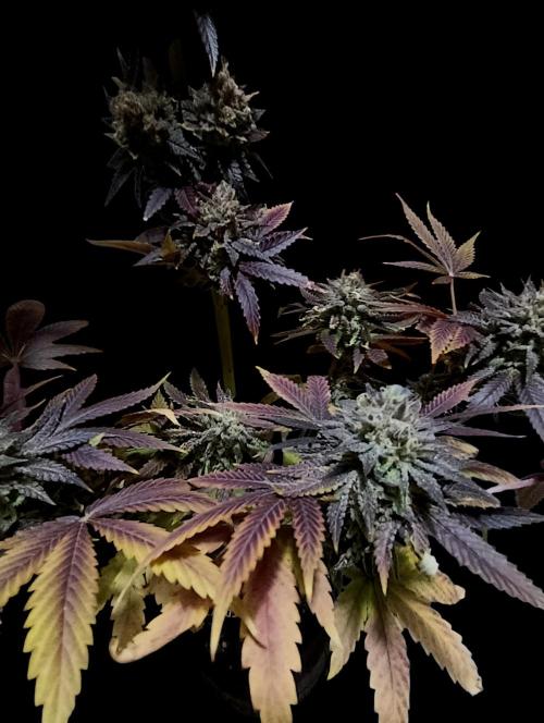 Lemon Cherry Runtz FC6500. Week 13