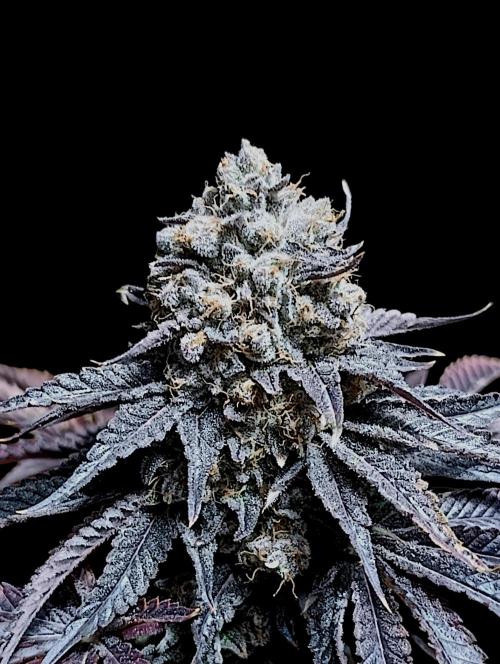 Lemon Cherry Runtz FC6500. Week 13