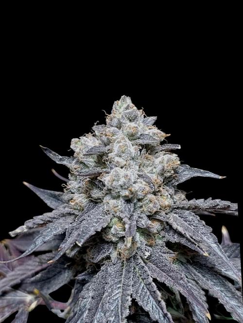 Lemon Cherry Runtz FC6500. Week 13