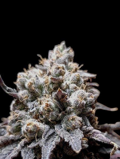 Lemon Cherry Runtz FC6500. Week 13