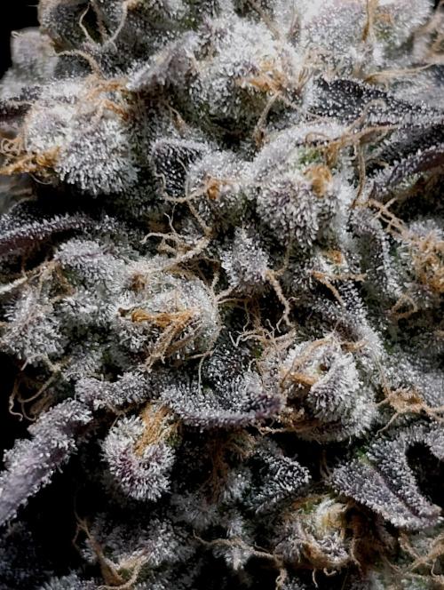 Lemon Cherry Runtz FC6500. Week 13