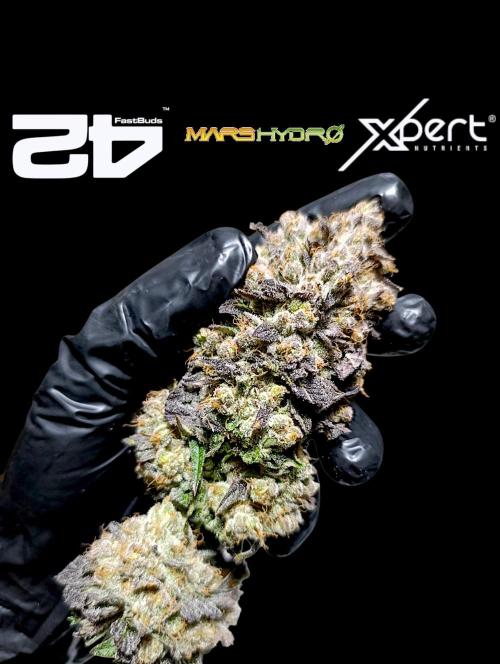 Lemon Cherry Runtz FC6500. Week 13