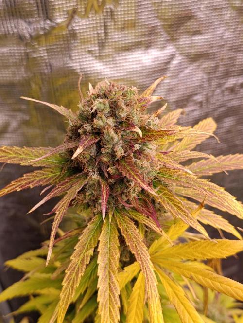 Mental Rainbow Xpertnutrients. Week 12