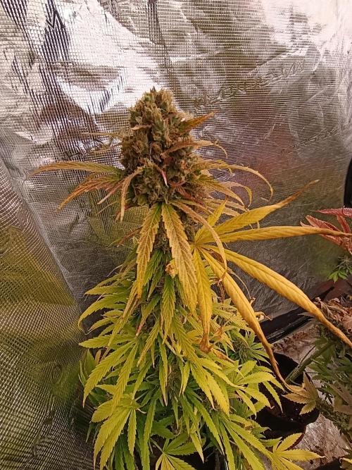 Mental Rainbow Xpertnutrients. Week 12