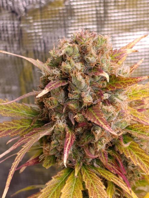 Mental Rainbow Xpertnutrients. Week 12