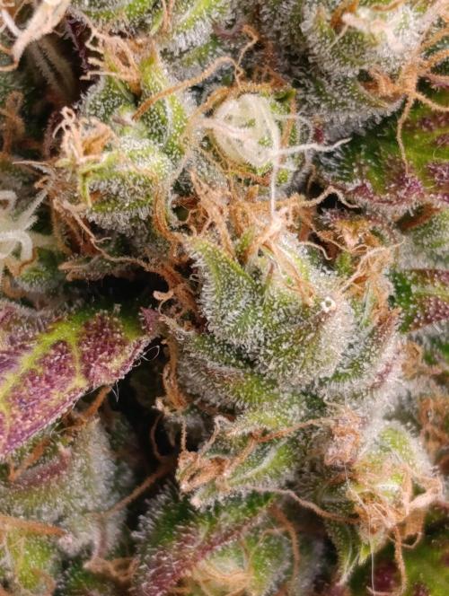 Mental Rainbow Xpertnutrients. Week 12