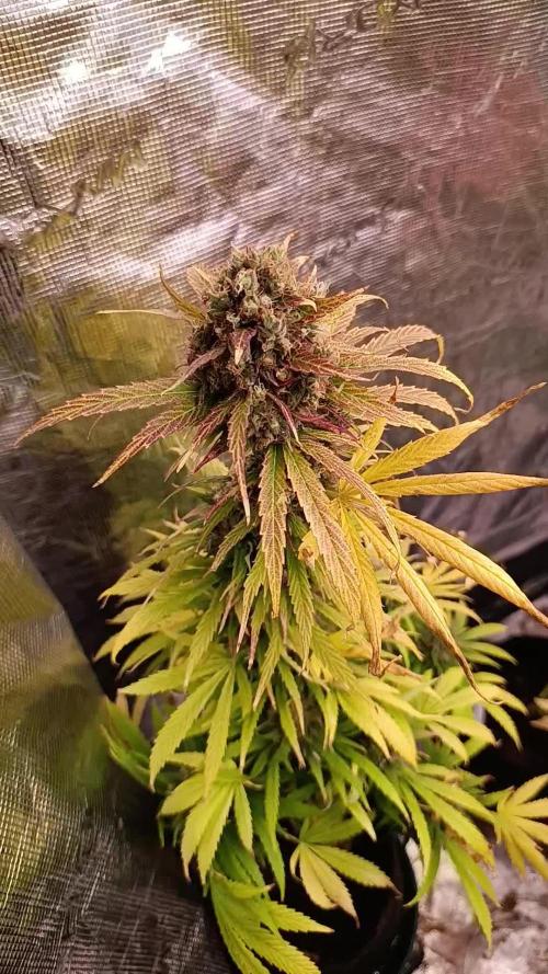 Mental Rainbow Xpertnutrients