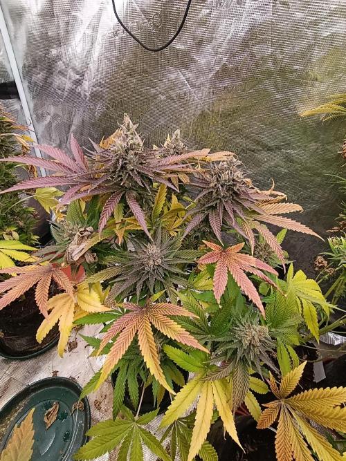 Ice Cream Haze Xpertnutrients. Week 13