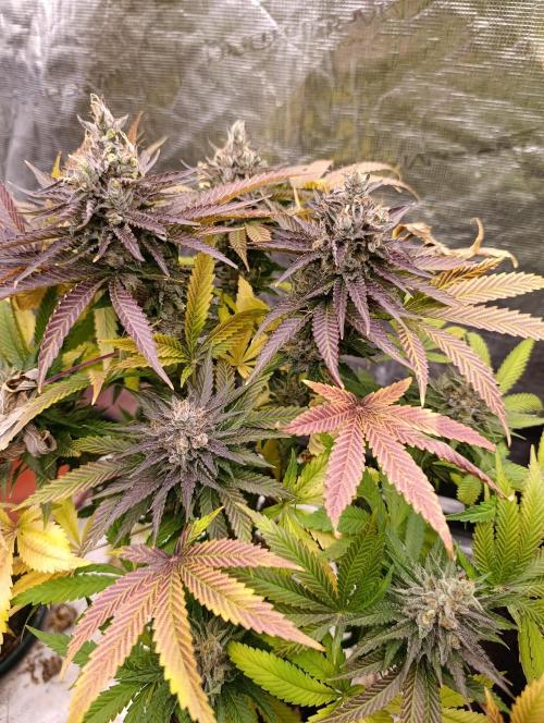 Ice Cream Haze Xpertnutrients. Week 13