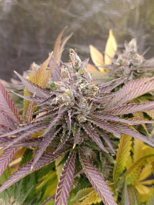 Ice Cream Haze Xpertnutrients. Week 13