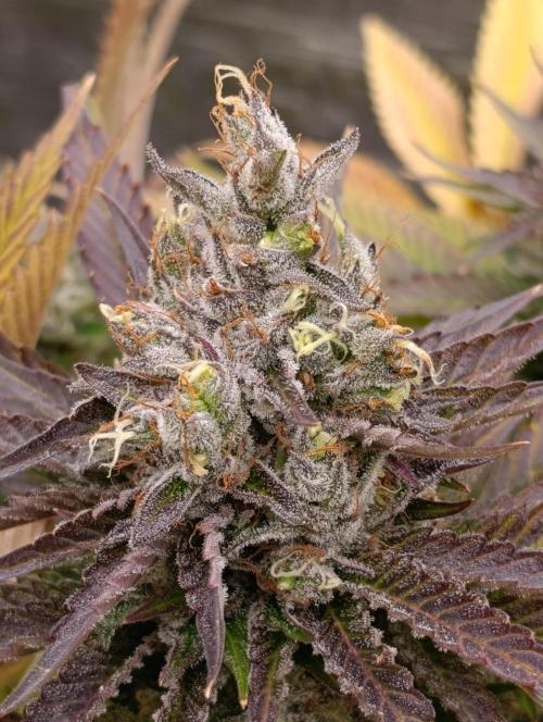 Ice Cream Haze Xpertnutrients. Week 13