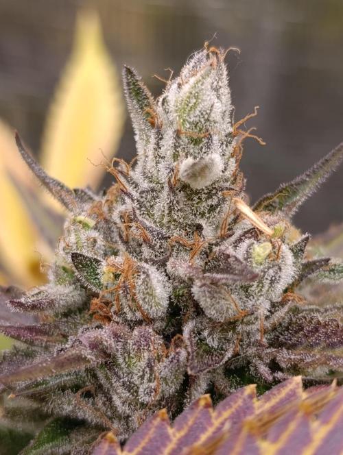 Ice Cream Haze Xpertnutrients. Week 13