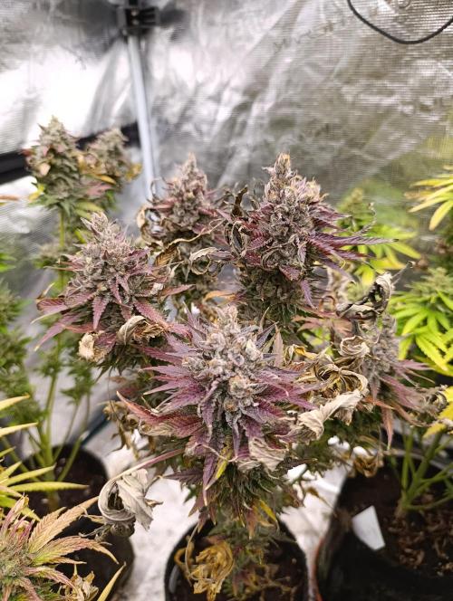 Ice Cream Haze Xpertnutrients. Week 14