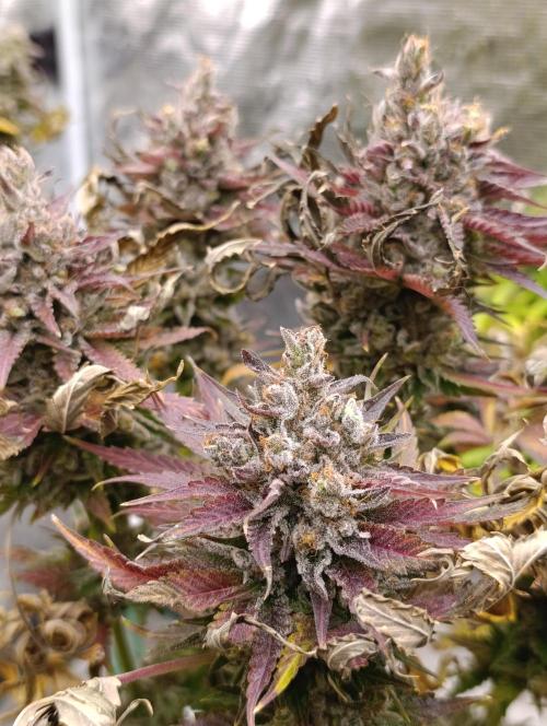 Ice Cream Haze Xpertnutrients. Week 14