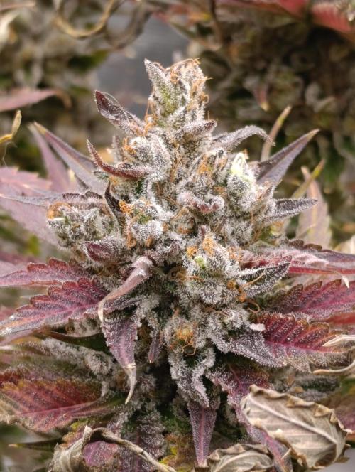 Ice Cream Haze Xpertnutrients. Week 14