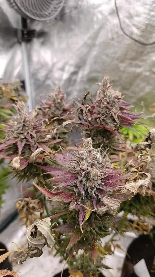 Ice Cream Haze Xpertnutrients