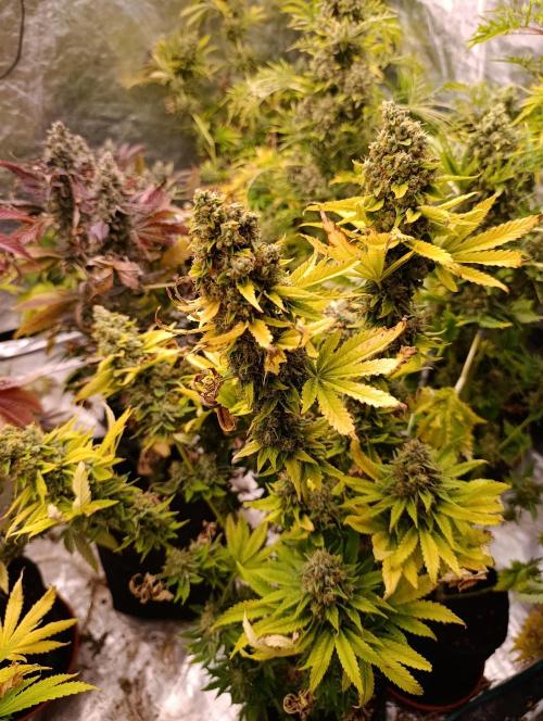 Monster Maker & Marshydro. Week 13