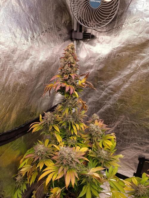 Monster Maker & Marshydro. Week 13