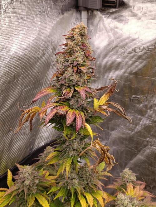 Monster Maker & Marshydro. Week 13