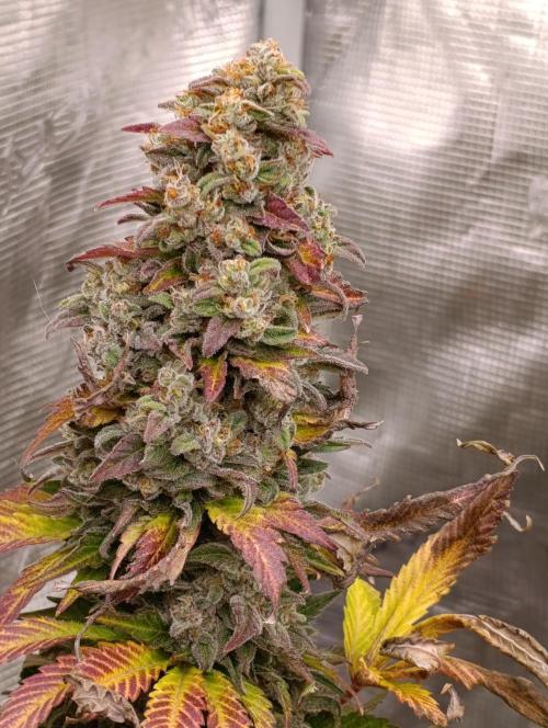 Monster Maker & Marshydro. Week 13