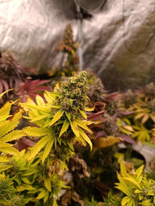 Monster Maker & Marshydro. Week 13