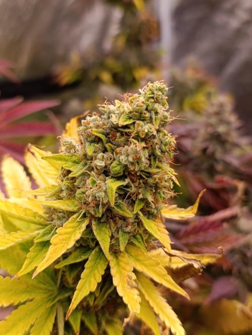 Monster Maker & Marshydro. Week 13