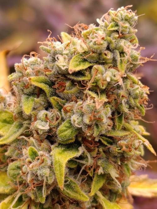 Monster Maker & Marshydro. Week 13