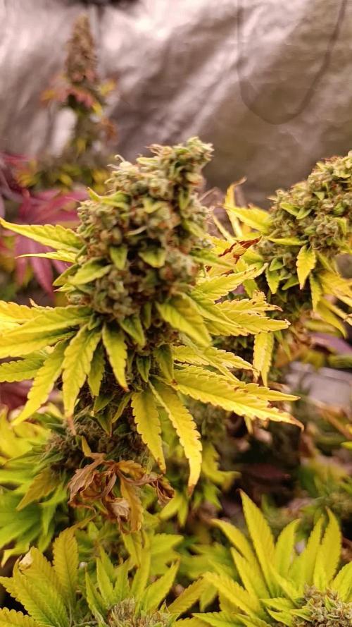 Monster Maker & Marshydro