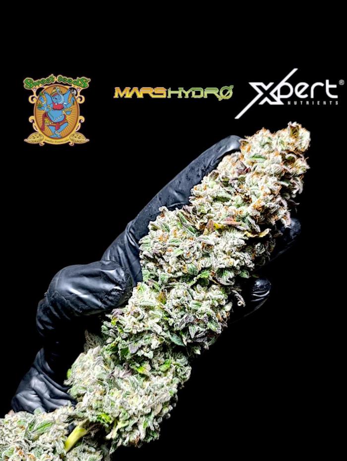 Monster Maker & Marshydro. Week 14