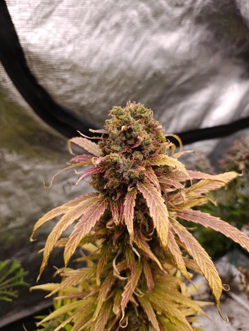 Mental Rainbow Xpertnutrients. Week 13