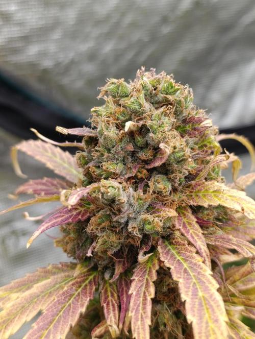 Mental Rainbow Xpertnutrients. Week 13