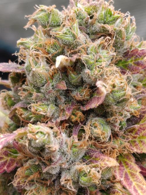 Mental Rainbow Xpertnutrients. Week 13