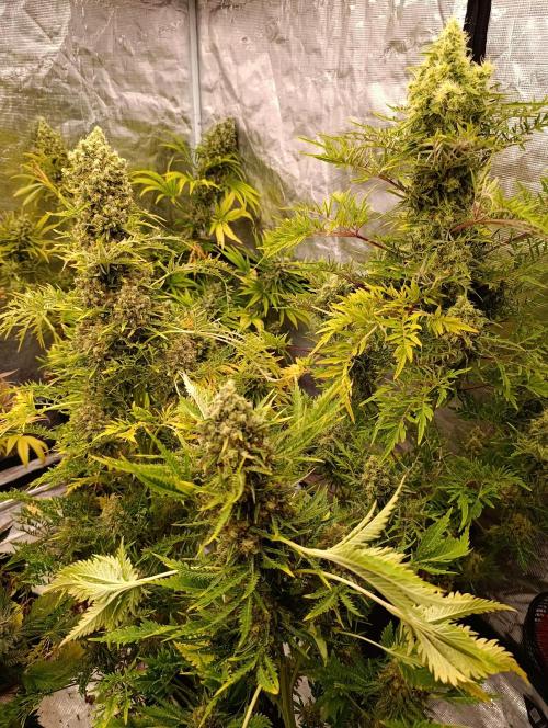 Mentha de Croco Fem Xpertnutrients. Week 13