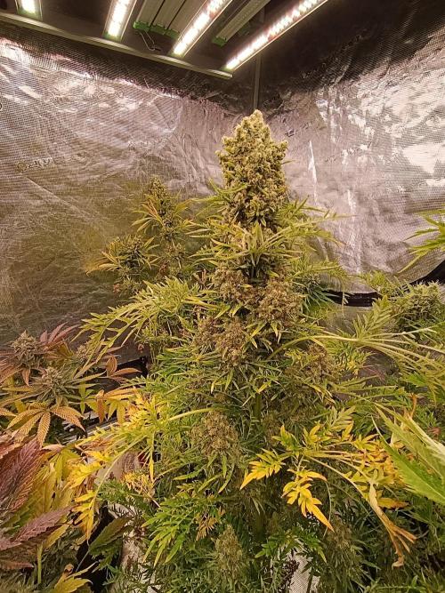 Mentha de Croco Fem Xpertnutrients. Week 13