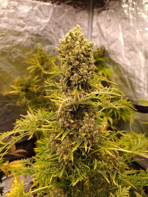 Mentha de Croco Fem Xpertnutrients. Week 13