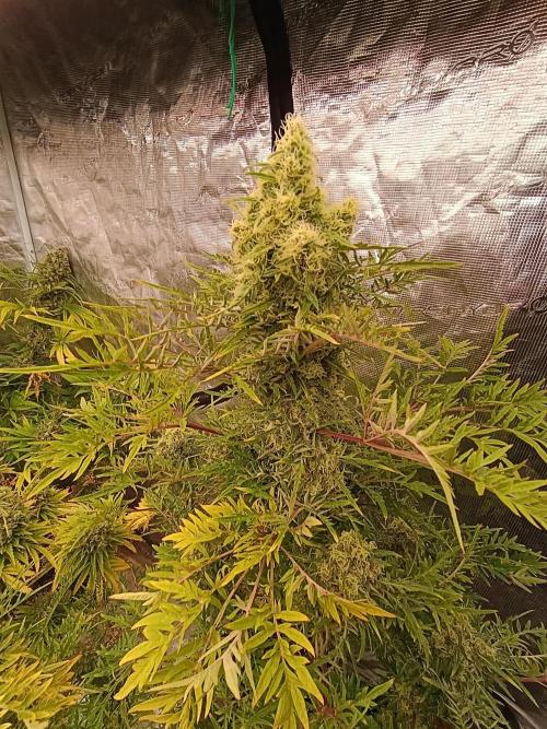 Mentha de Croco Fem Xpertnutrients. Week 13