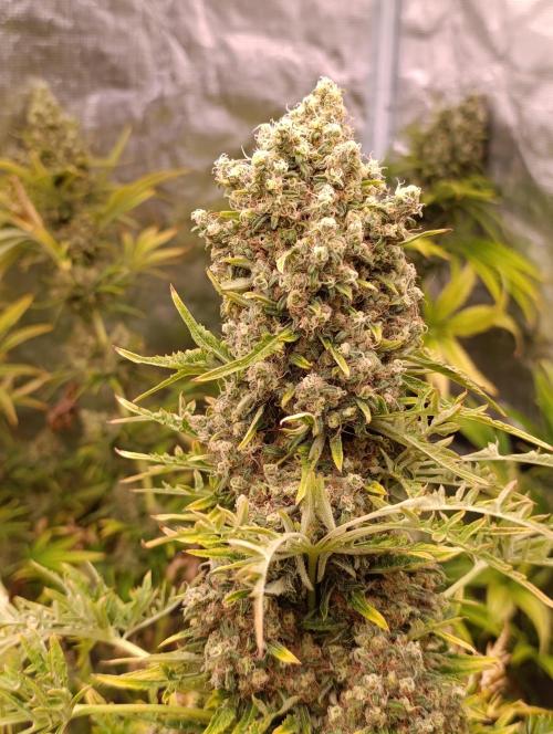 Mentha de Croco Fem Xpertnutrients. Week 13