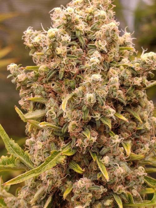 Mentha de Croco Fem Xpertnutrients. Week 13