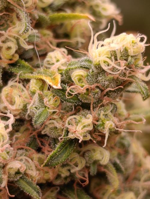 Mentha de Croco Fem Xpertnutrients. Week 13