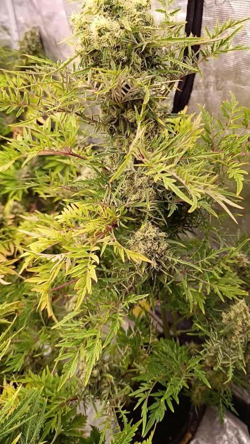 Mentha de Croco Fem Xpertnutrients