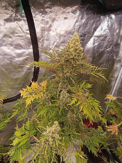 Mentha de Croco Fem Xpertnutrients. Week 14