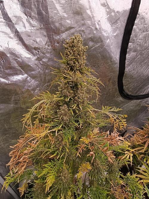 Mentha de Croco Fem Xpertnutrients. Week 14