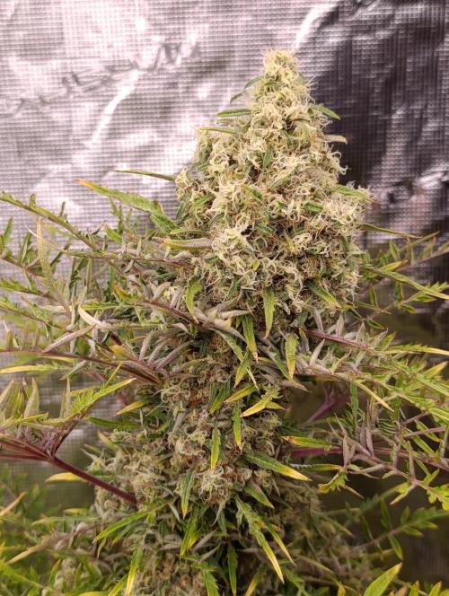 Mentha de Croco Fem Xpertnutrients. Week 14