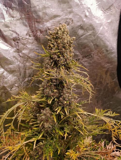 Mentha de Croco Fem Xpertnutrients. Week 14