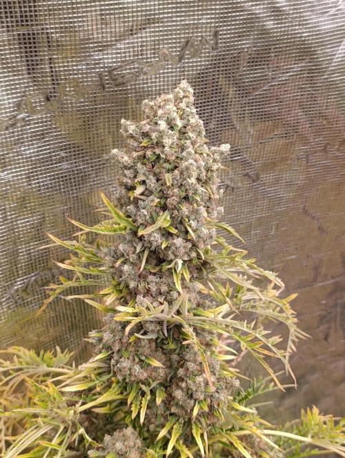 Mentha de Croco Fem Xpertnutrients. Week 14