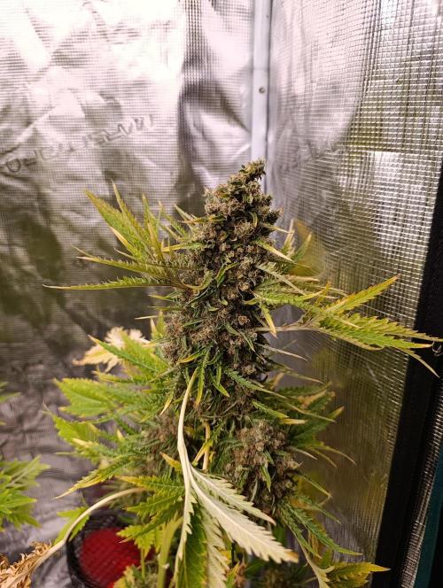 Mentha de Croco Fem Xpertnutrients. Week 14