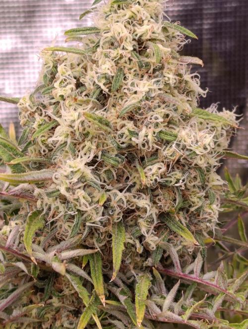 Mentha de Croco Fem Xpertnutrients. Week 14