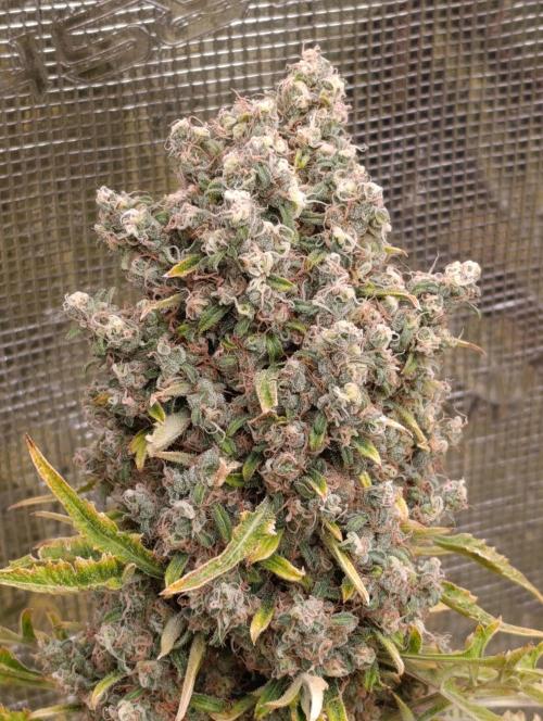 Mentha de Croco Fem Xpertnutrients. Week 14