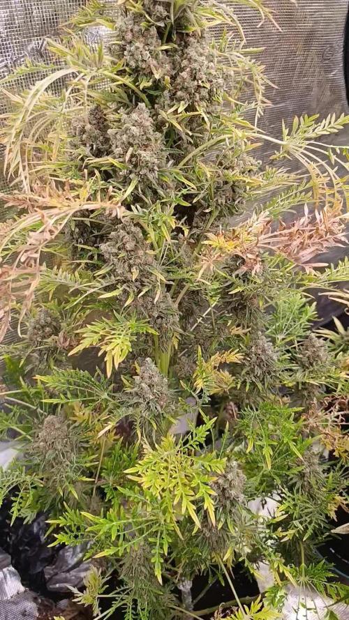 Mentha de Croco Fem Xpertnutrients